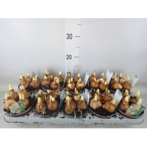 Narcissus DU 'Bridal Crown'