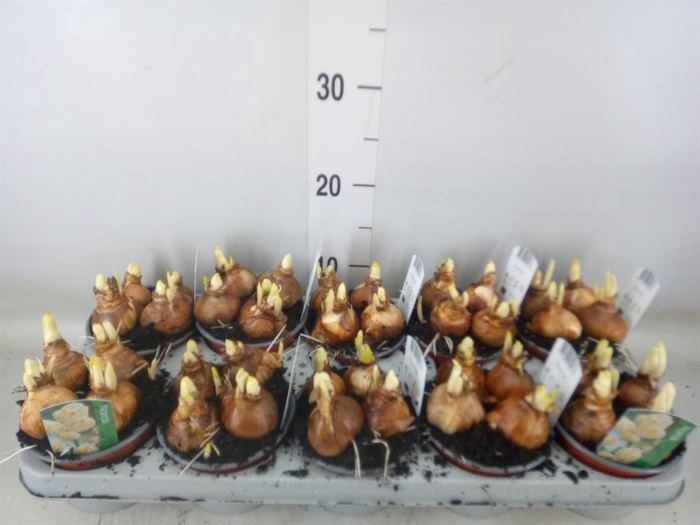 <h4>Narcissus DU 'Bridal Crown'</h4>