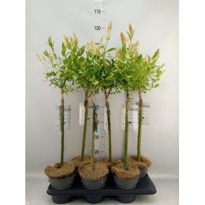 Salix integra 'Hakuro Nishiki'