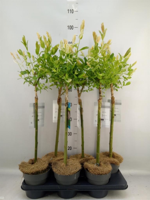 <h4>Salix integra 'Hakuro Nishiki'</h4>