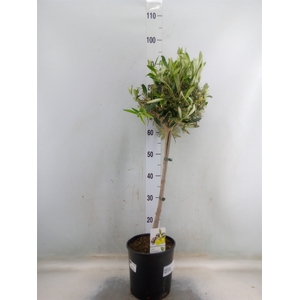 Olea europaea
