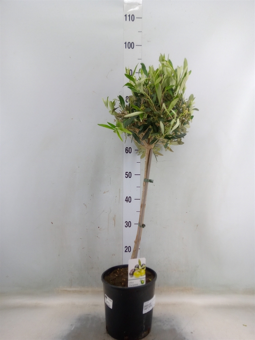 <h4>Olea europaea</h4>