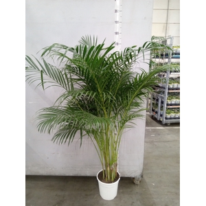 Dypsis lutescens   ...Chrysalidoca