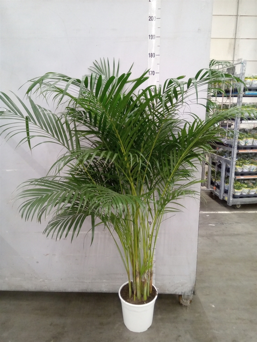 <h4>Dypsis lutescens   ...Chrysalidoca</h4>