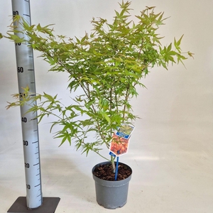 Acer palmatum Katsura