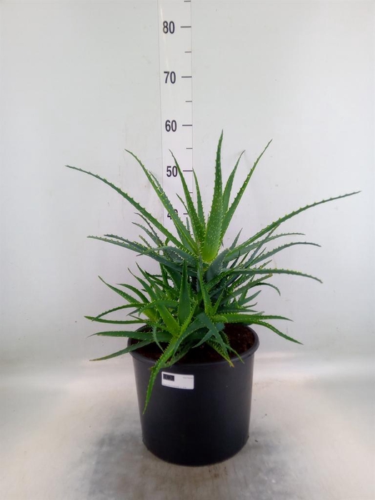 <h4>Aloe arborescens</h4>