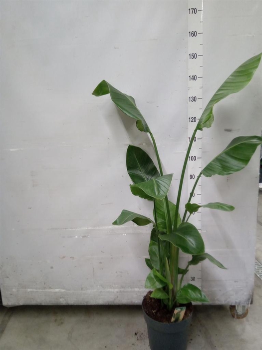 <h4>Strelitzia nicolai</h4>
