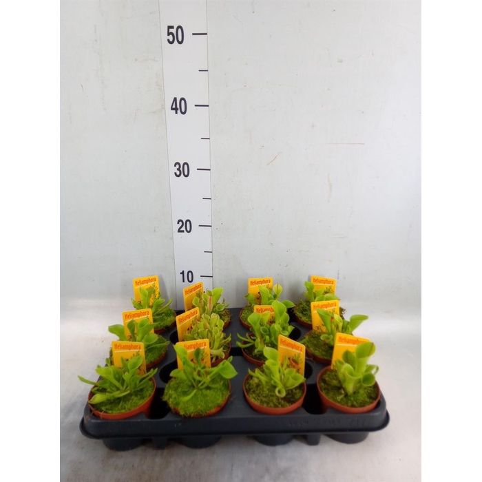 <h4>Vleesetende planten</h4>