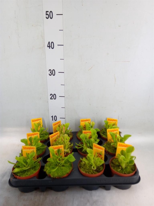 <h4>Vleesetende planten</h4>