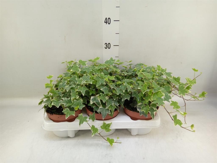<h4>Hedera helix 'Eva'</h4>
