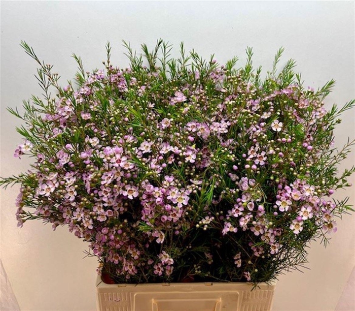 <h4>Chame Un Early Nir</h4>