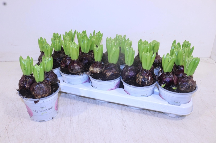 <h4>HYACIN FONDANT P12</h4>