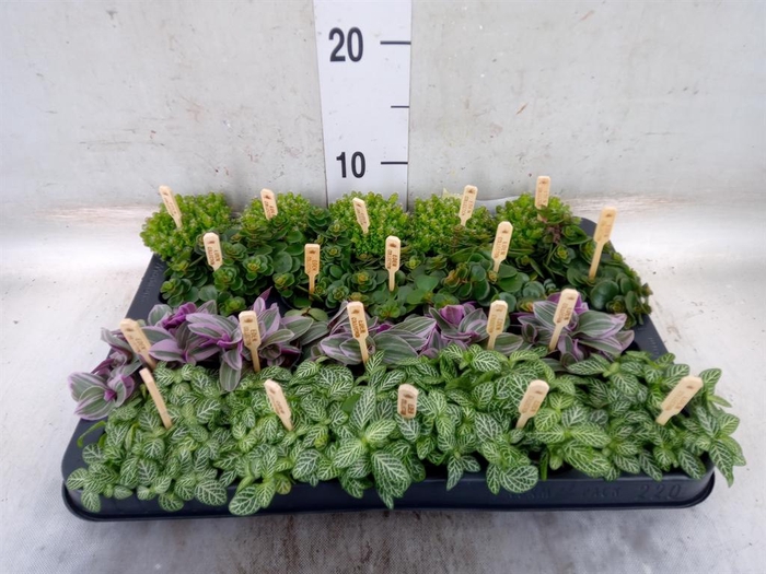 <h4>Planten  ..mix</h4>