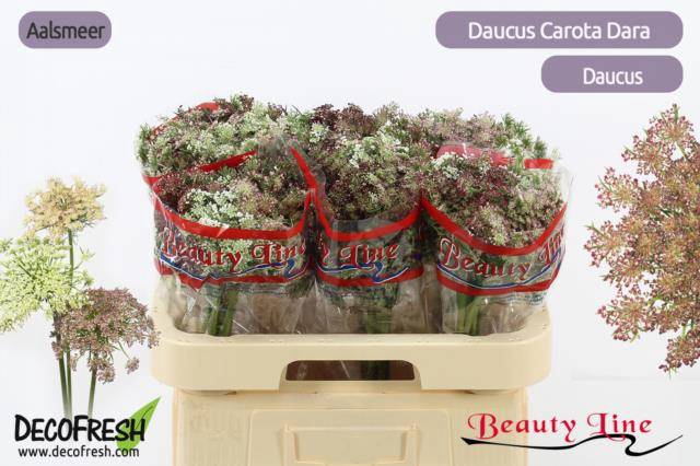 <h4>DAUCUS CAROTA DARA</h4>