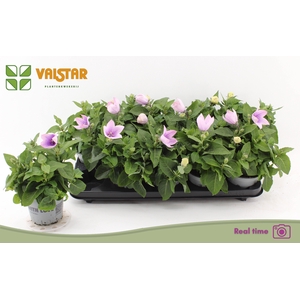 PLATYCO GR ASTRA PIN