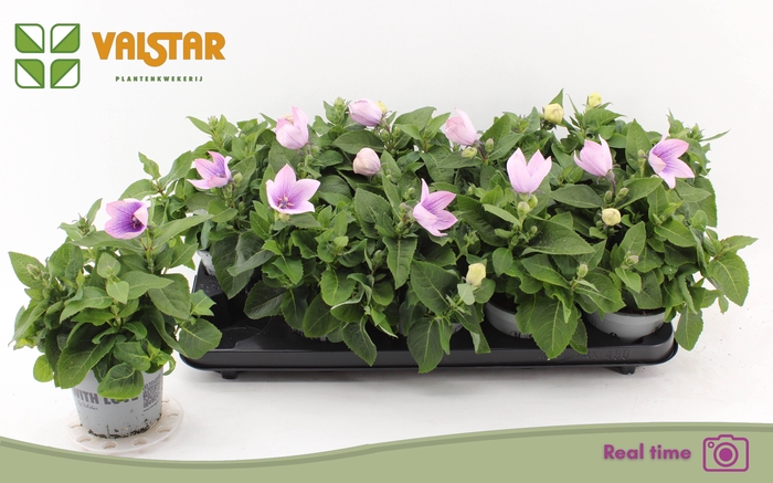 <h4>PLATYCO GR ASTRA PIN</h4>