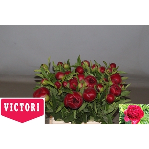 PAEO RED CHARM