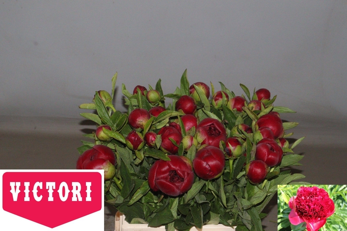 <h4>PAEO RED CHARM</h4>