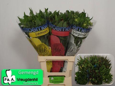 <h4>Alstoemeria gemengd in fust</h4>