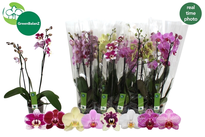 <h4>PHAL GEM 8 KL</h4>
