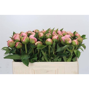 Paeonia angel cheeks