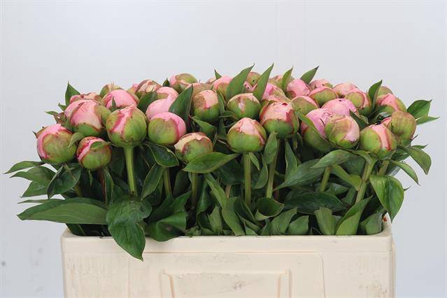 <h4>Paeonia angel cheeks</h4>