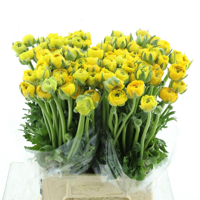 <h4>Ran El Yellow Extra</h4>