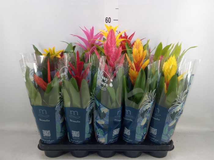 <h4>Bromelia   ...mix</h4>