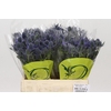 Eryngium Magical Blue Lagoon