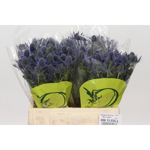 Eryngium Magical Blue Lagoon