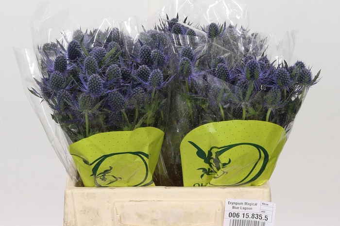 <h4>Eryngium Magical Blue Lagoon</h4>