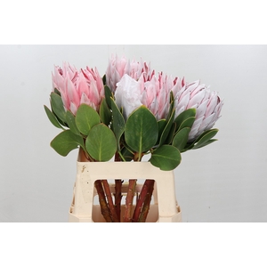 Protea Cynaroides