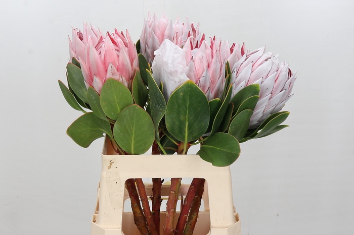 Protea Cynaroides