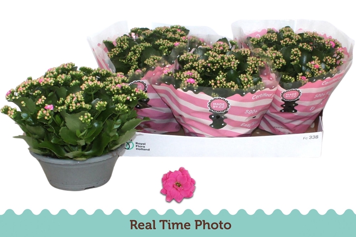 <h4>KAL GE NANDO PINK</h4>