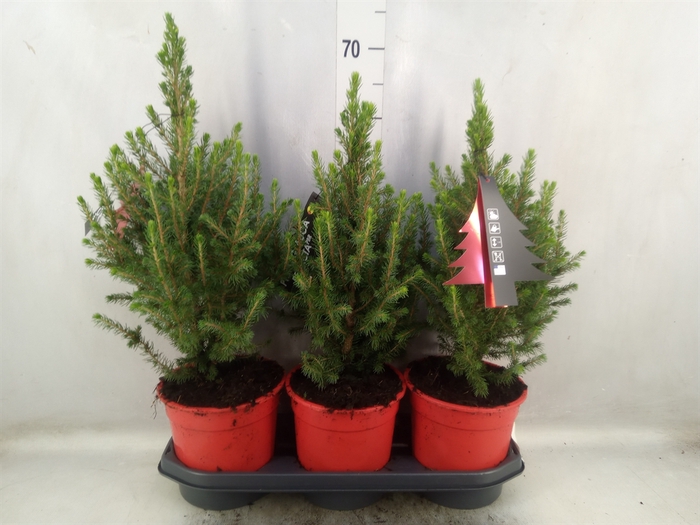 <h4>Picea glauca 'Conica'</h4>