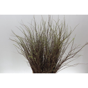 Spiraea Nip Snowmountain P Bunch