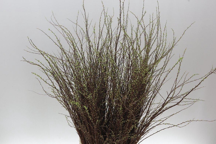 <h4>Spiraea Nip Snowmountain P Bunch</h4>