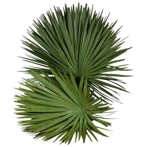 Palm XXL x15