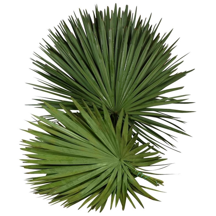 <h4>Palm XXL x15</h4>