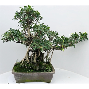 Ficus retusa, pot 46cm. Height 80cm. (single item)