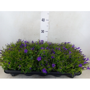 Campanula porten. 'Get Mee'