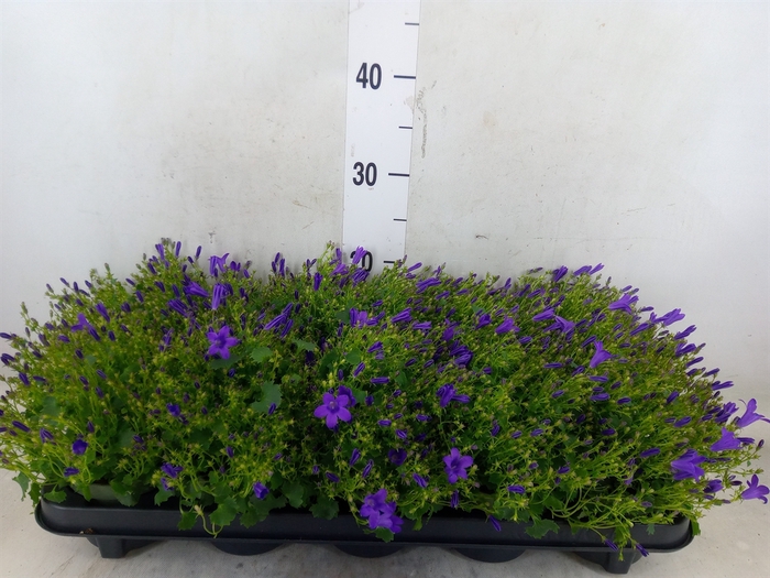 <h4>Campanula porten. 'Get Mee'</h4>