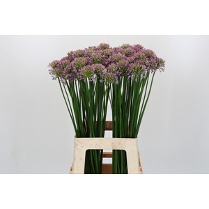 Allium Senescens
