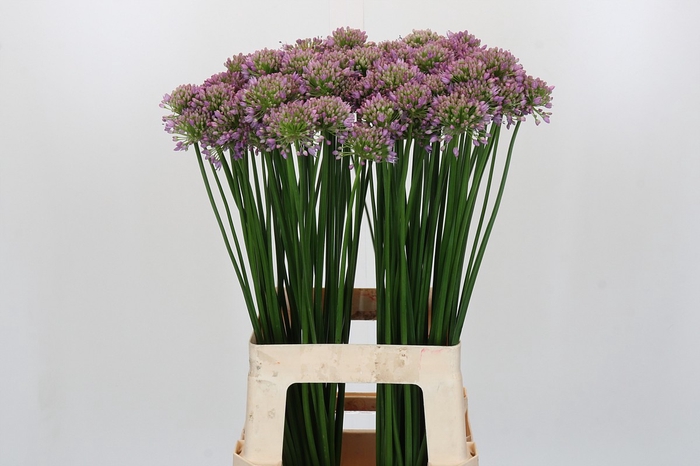 Allium Senescens