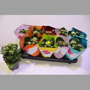 Kalanchoe Double Deluxe Mix