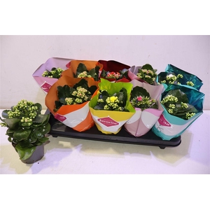 Kalanchoe Double Deluxe Mix