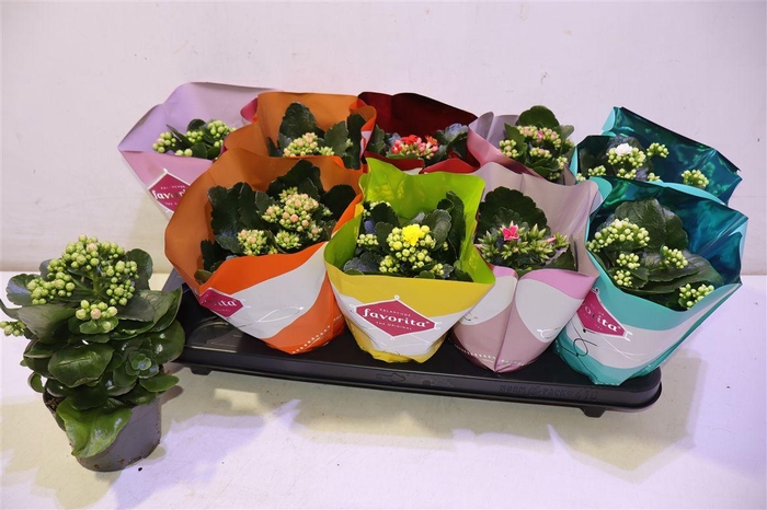 <h4>Kalanchoe Double Deluxe Mix</h4>