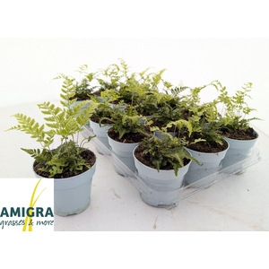 ARACH ARIS VARIEGATA