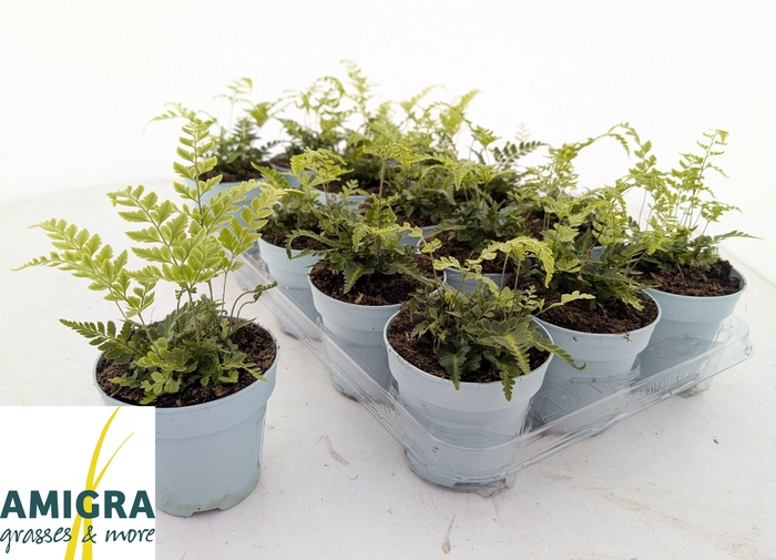 <h4>ARACH ARIS VARIEGATA</h4>