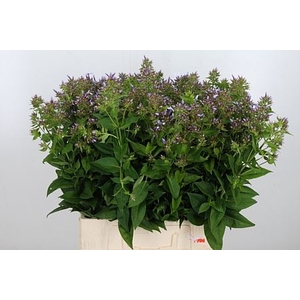 PHLOX P MISS LOLITA